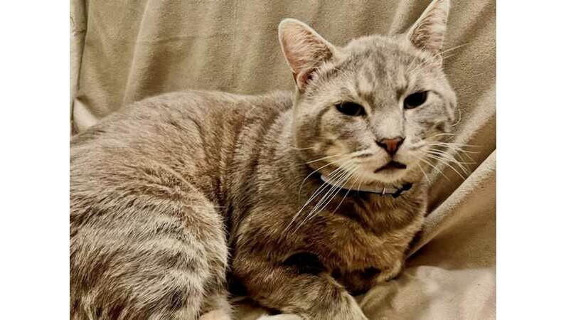 Silver blue shorthair tabby Papa has lots of love to give 1 OCR L ADOPTPAPA 0317 16x9 1 nZdSle