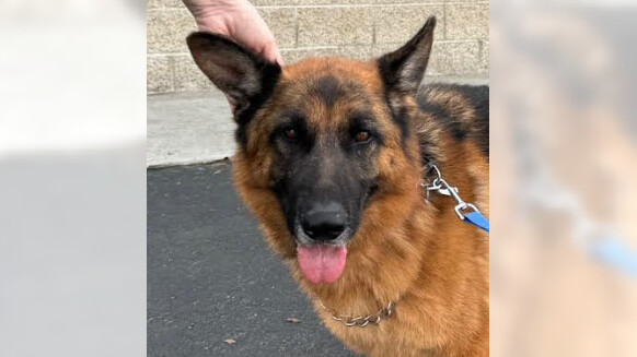 Beauty and brains – that’s German shepherd Stella! 1 OCR L ADOPTSTELLA 03 16x9 1 y71aBj