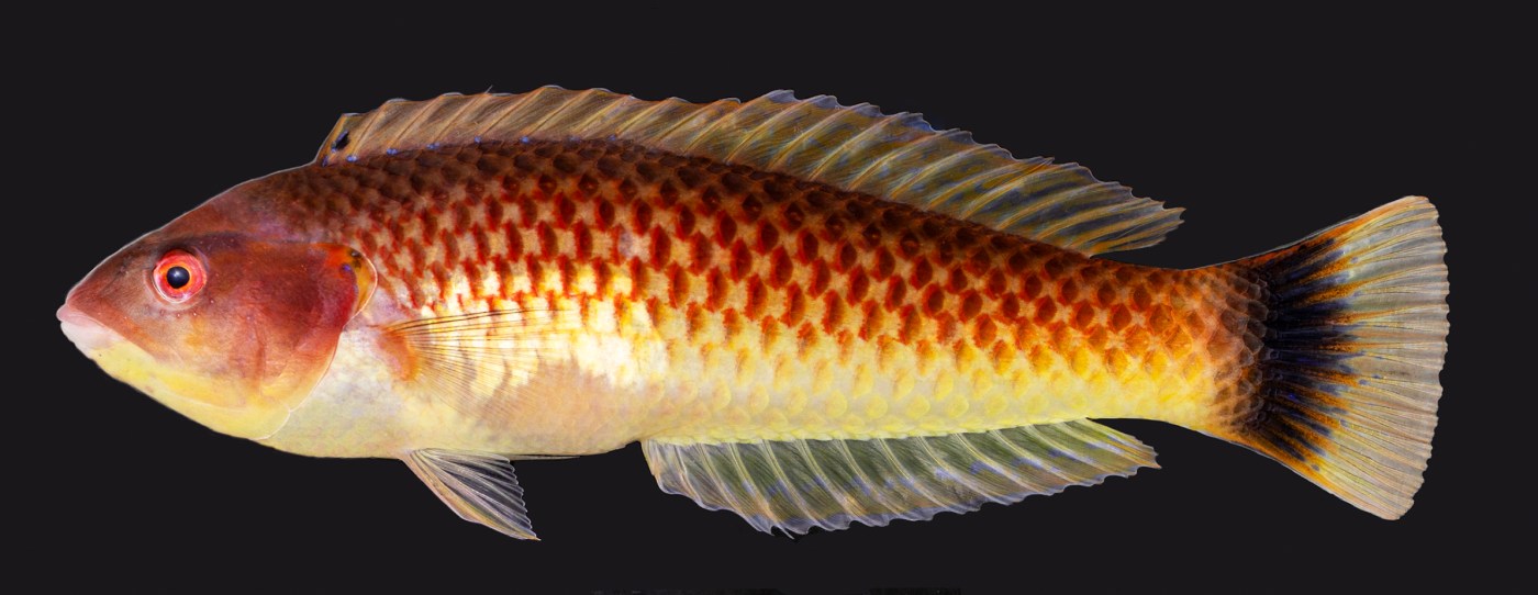 Southern California researchers part of team that discovered new fish species 1 OCR L WRASSE 0308 04 1 RIUldf