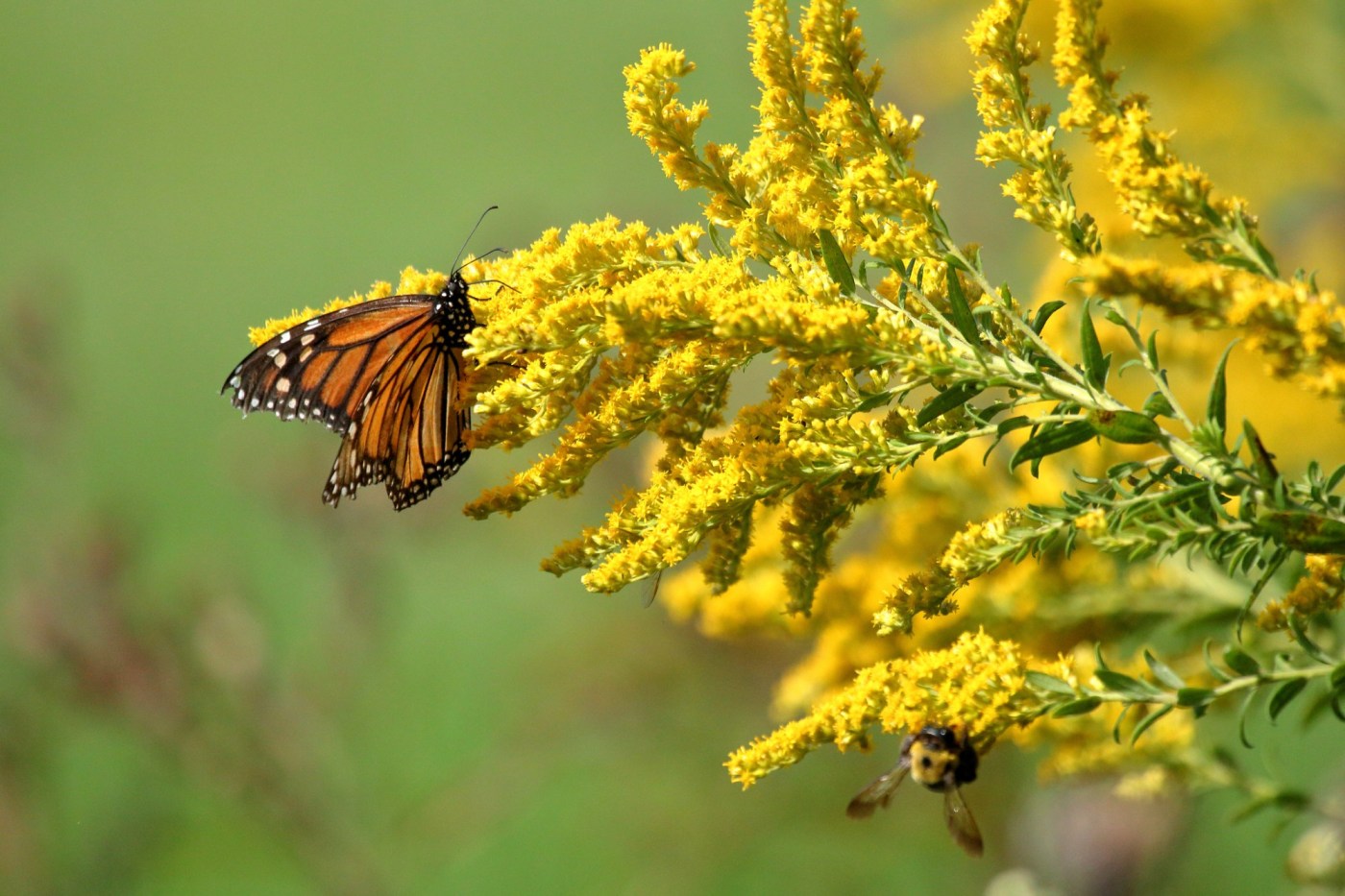 5 ways to make your vegetable garden a pollinator destination 1 OCR Z HG POLLINATOR 0316 01 Uf4zby