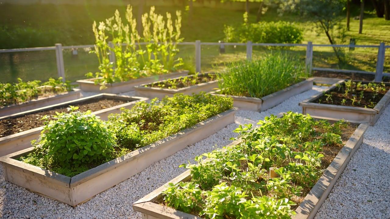 Are vegetable gardens the new inflation fighter? 1 garden 2 fjlHTF