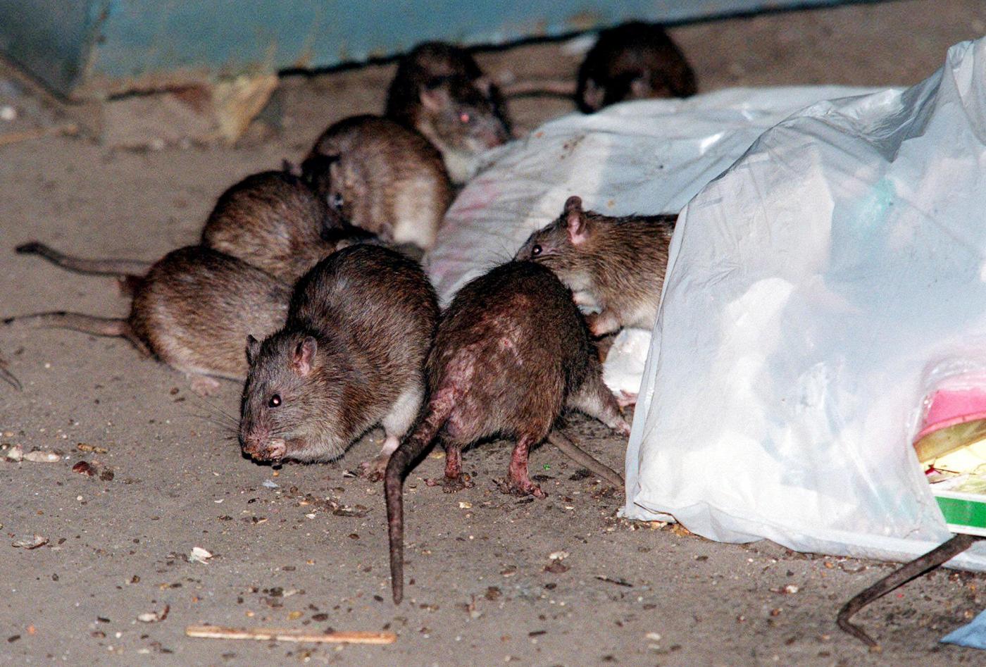 How brown rats crawled off ships and conquered North American cities 1 Brown Rat Takeover 12326 qKi7d3