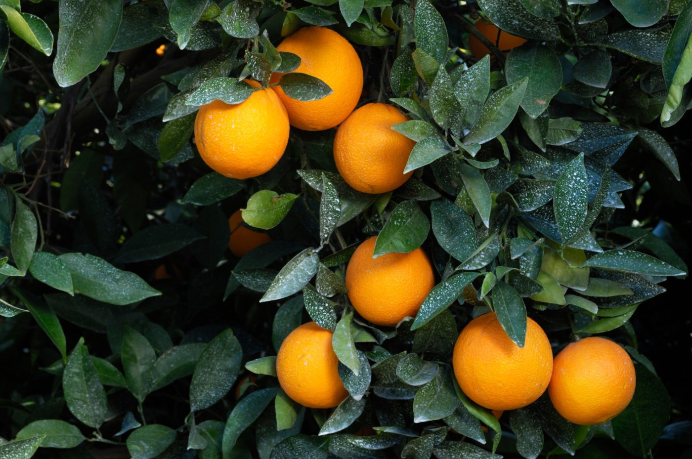 Master Gardener: What’s happening to our naval orange tree? 1 GettyImages 185066974 UlWWtb