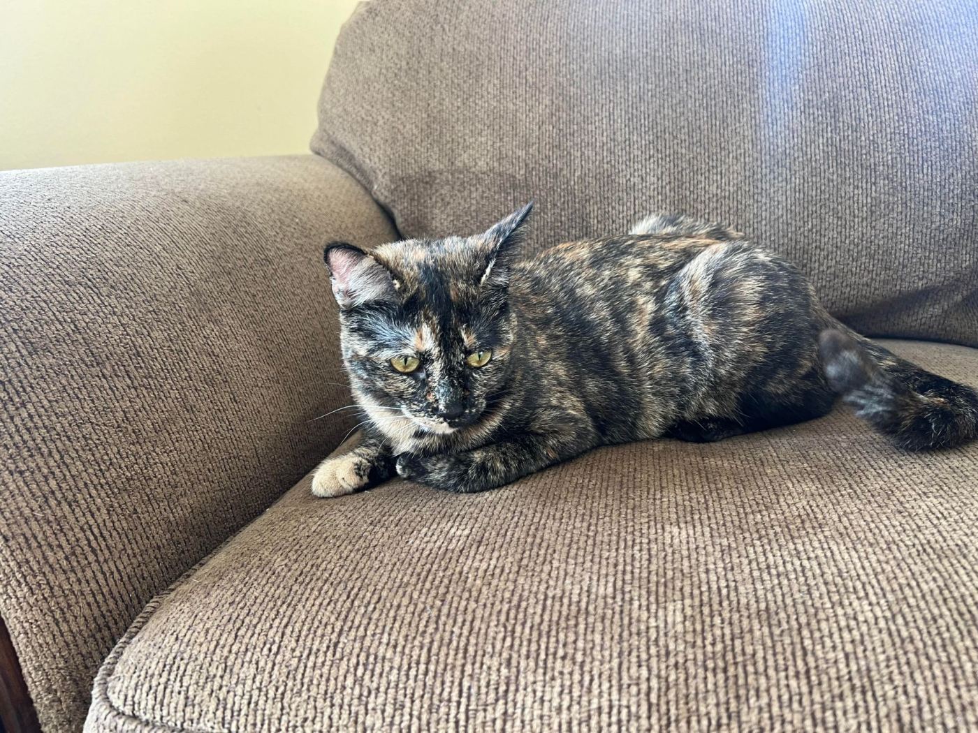 Pretty tortie Taffieta likes to play 1 OCR L ADOPTTAFF 0407