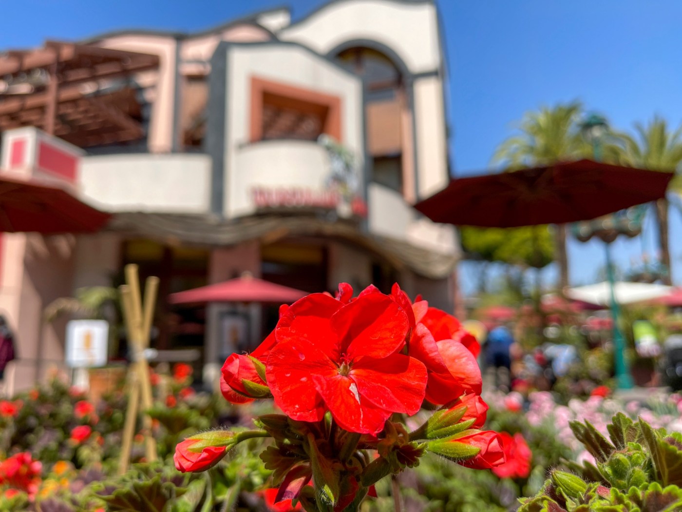 Disneyland steakhouse makes a comeback — this time in Downtown Disney 1 OCR L DISNEYSPRING JG 10 FRp1cZ