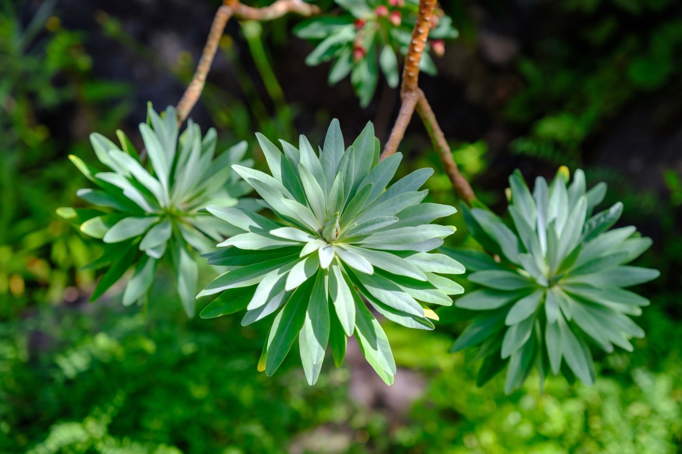3 self-sowing succulents no garden should be without 1 OCR L HG 5THINGS 0413 01 AN7QVt