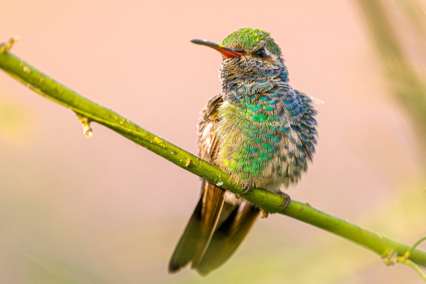 How to make your garden more attractive for hummingbirds 1 SGN L BIRDYARD 0229 11 LO ce0a74 MZjK6c