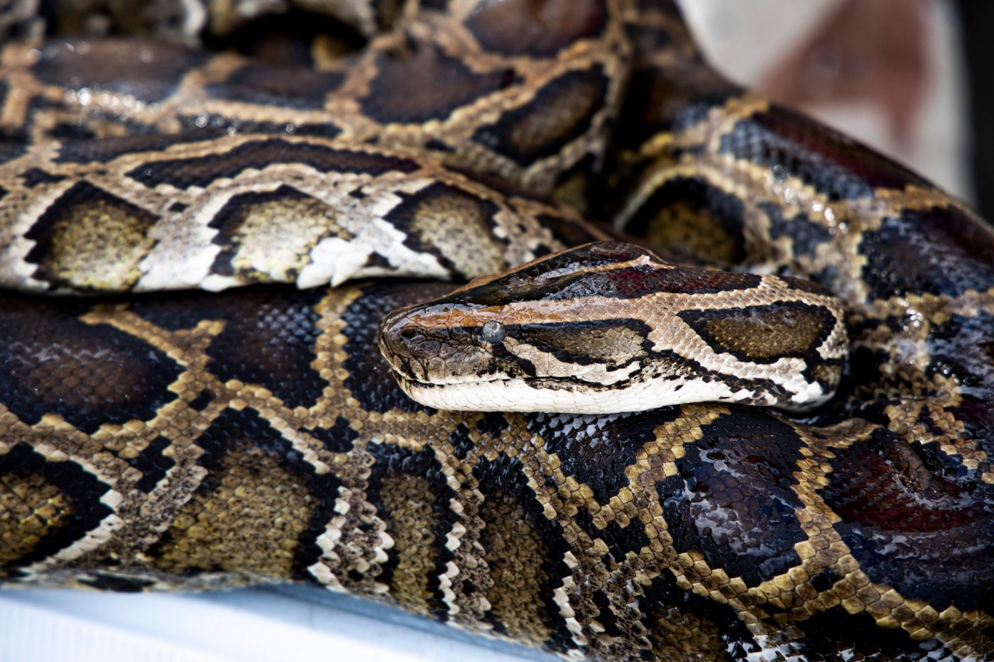 Pythons are eating the Everglades. Could eating them instead help fight climate change? 1 US NEWS FLA EATING PYTHONS 1 OS Mru8y7