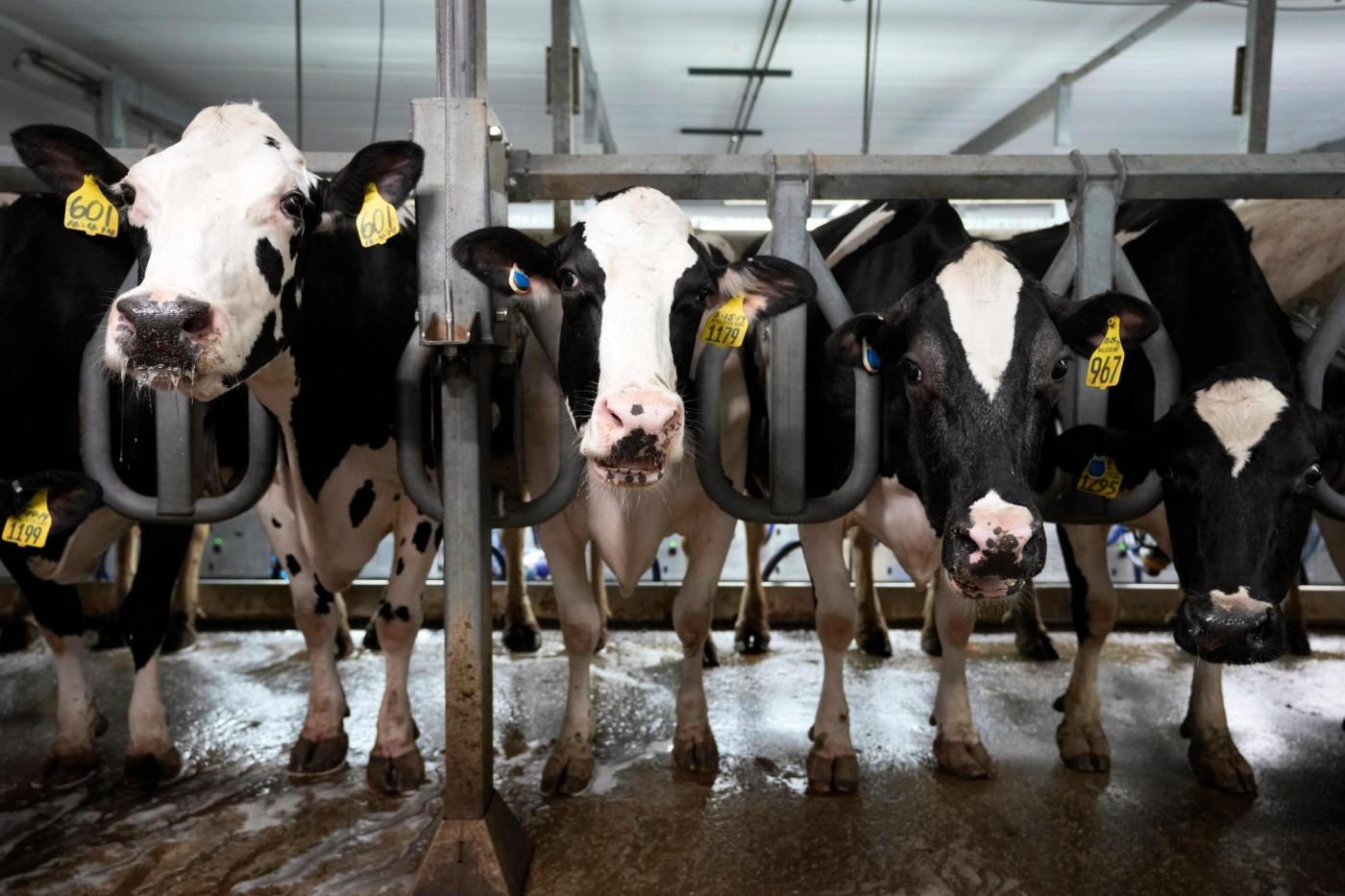 Scientists are testing mRNA vaccines to protect cows and people against bird flu 1 Bird Flu Vaccines 52207 2YLYJC