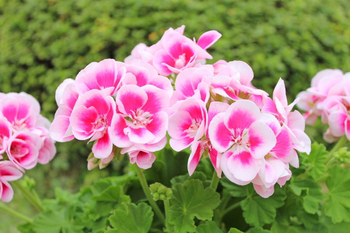 Enjoy geraniums. Plant hydrangeneas. And stop watering your onions and garlic. 1 GettyImages 1055477794 1 MkNQQV