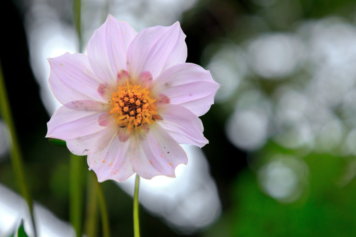 What to plant, prune and protect in the garden this week 1 GettyImages 1933126850 O6bddp