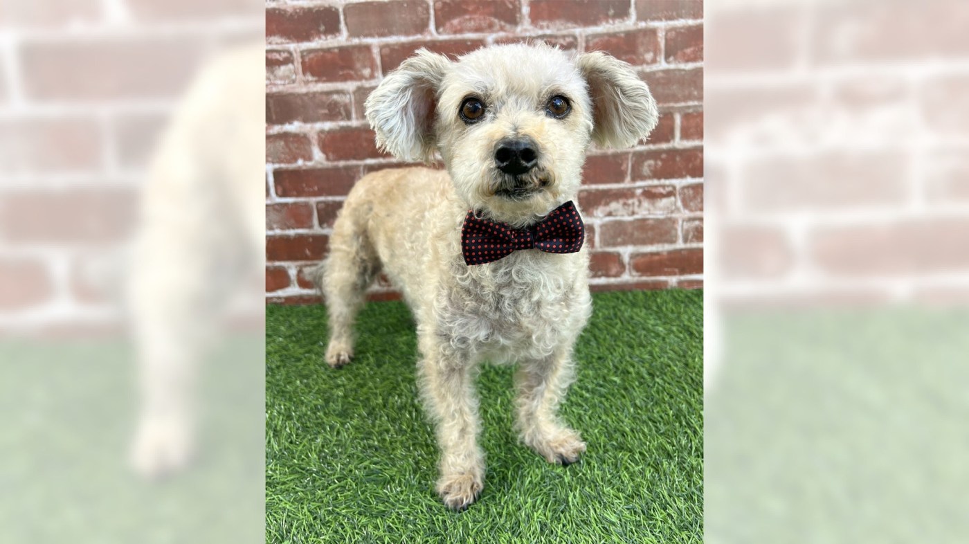 Have some fun, enjoy some snuggling with poodle mix Camilo 1 OCR L ADOPTCAMELO 05 16x9 1 6KfQsc