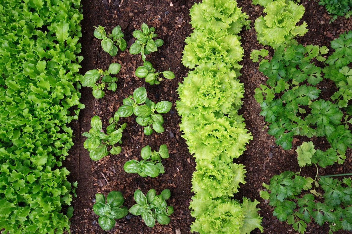 Gardeners can utilize plant hardiness guides to create thriving gardens 1 OCR L HG SISKIN COL 0413 02 rgbtgy