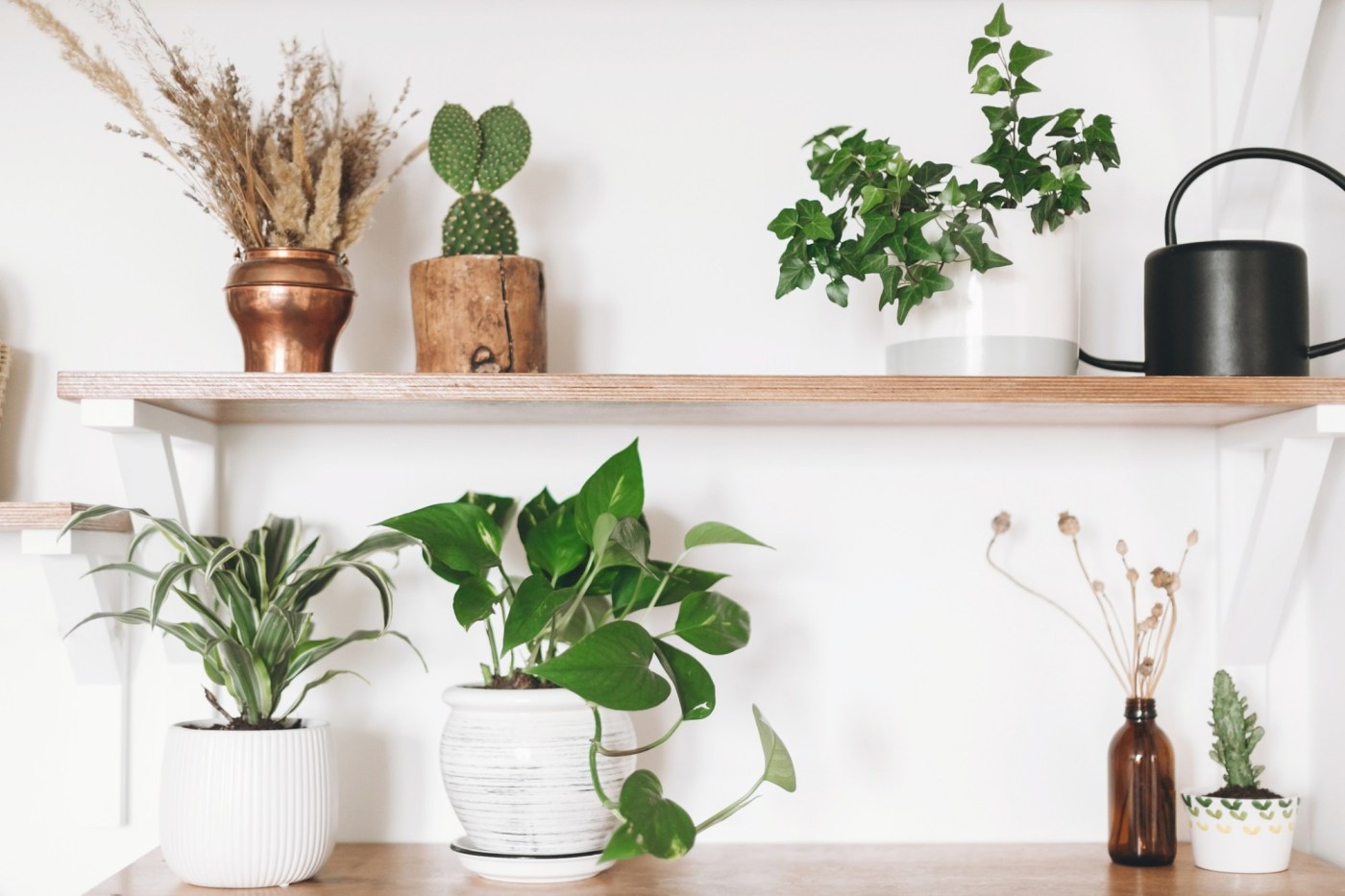 OCR L HOUSEPLANTS 0619 PHOTOA 5iNW8e