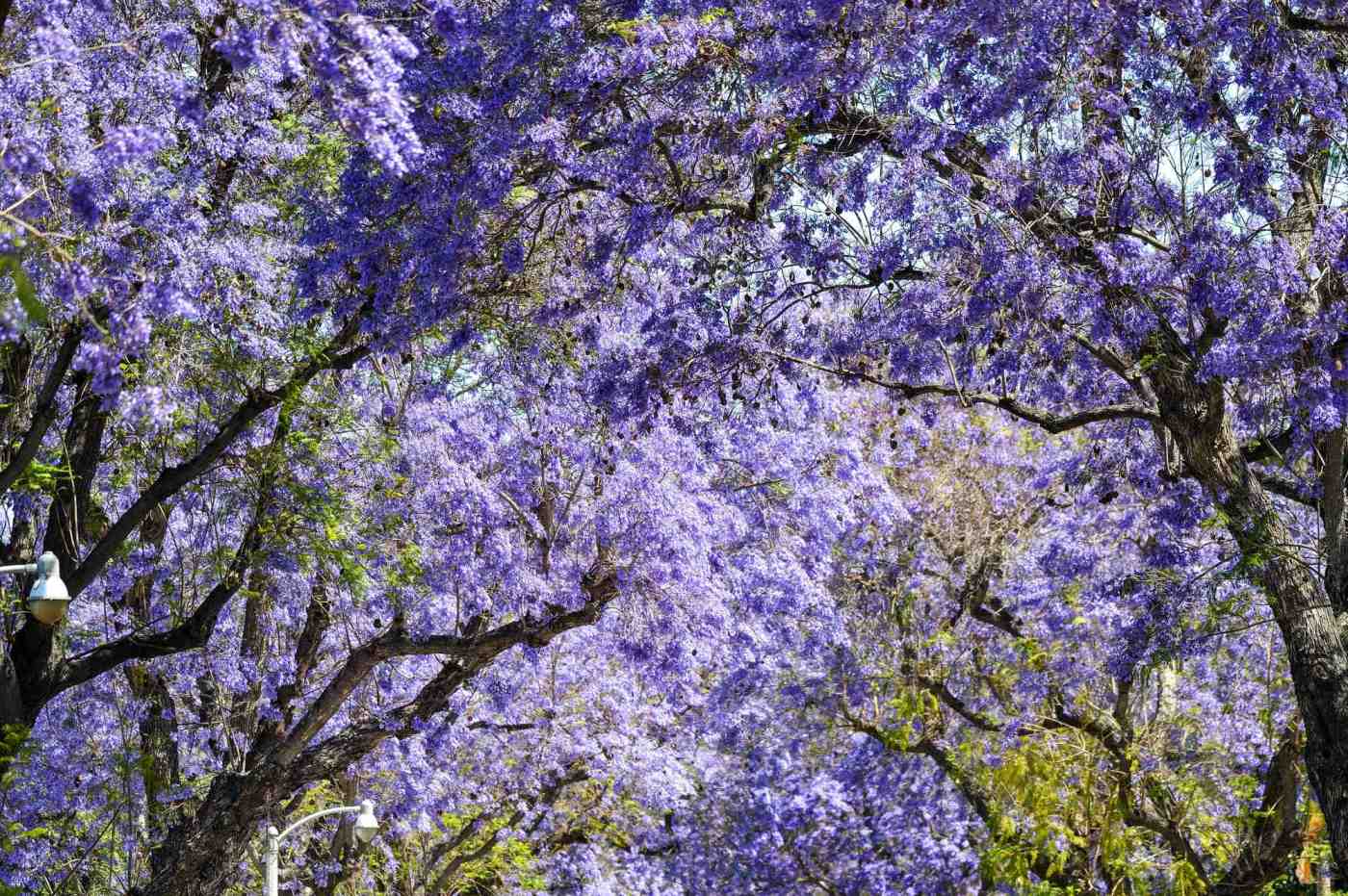 Frumpy Mom: My complicated relationship with jacaranda trees 1 OCR L JACARANDA JG 08