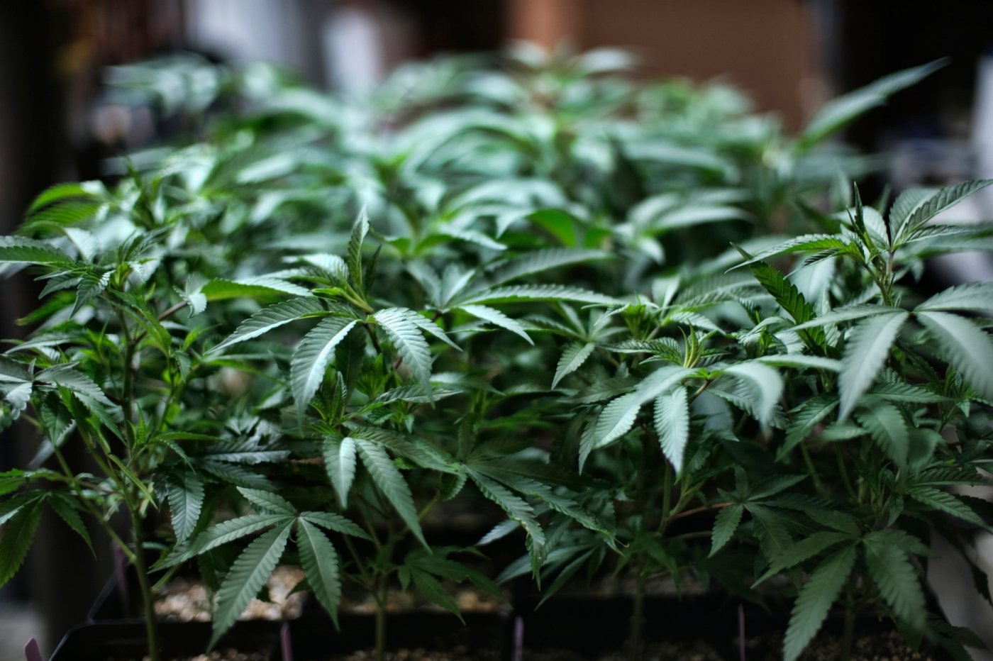 Rescheduling is good news for California’s marijuana industry, but the state still needs to reduce regulations and taxes 1 OCR L STATUS WAYMAKERS 0321 2 9JuSGS