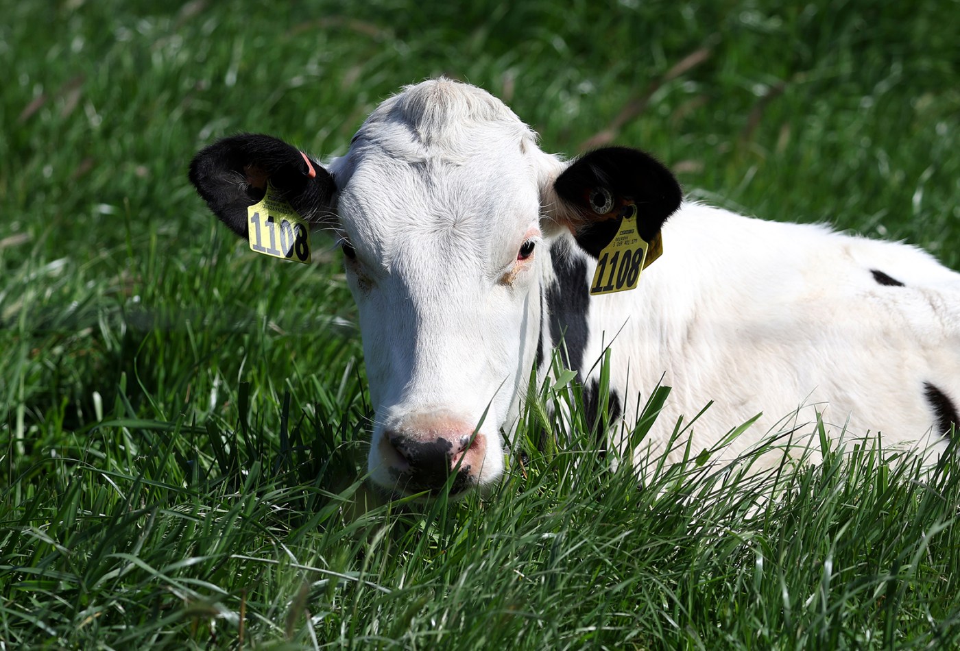 Bird flu is bad for poultry and dairy cows. It’s not a dire threat for most of us — yet 1 US NEWS HEALTH BIRDFLU QA GET nObVbb