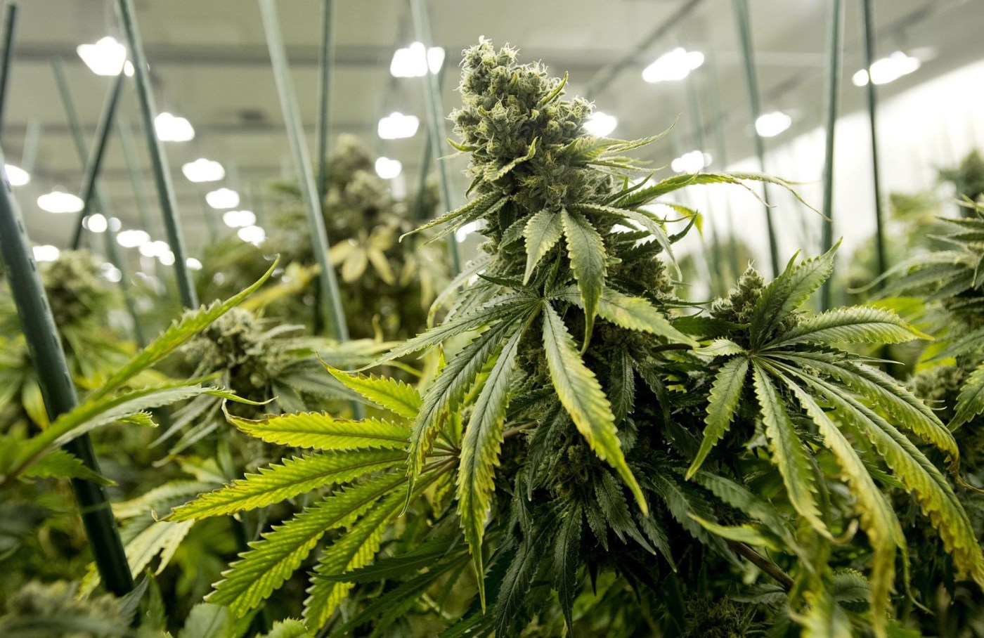 US NEWS MED DIET WEED BZ WhLGgs