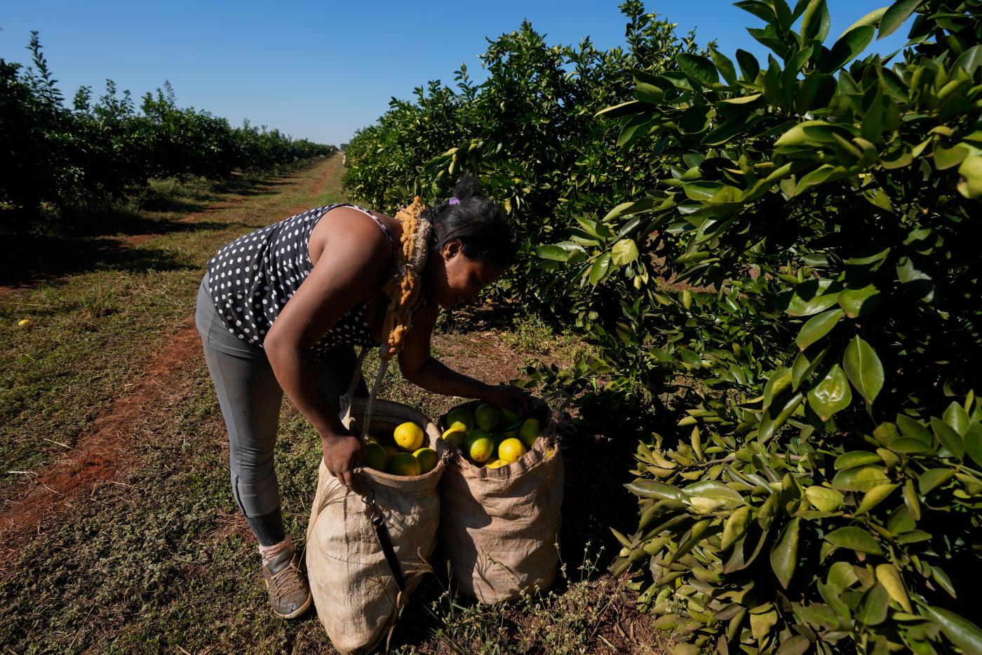 Record-high orange juice prices expected to continue due to disease, extreme weather 1 Brazil Oranges Devastating Harvest 23390 6pVXKb