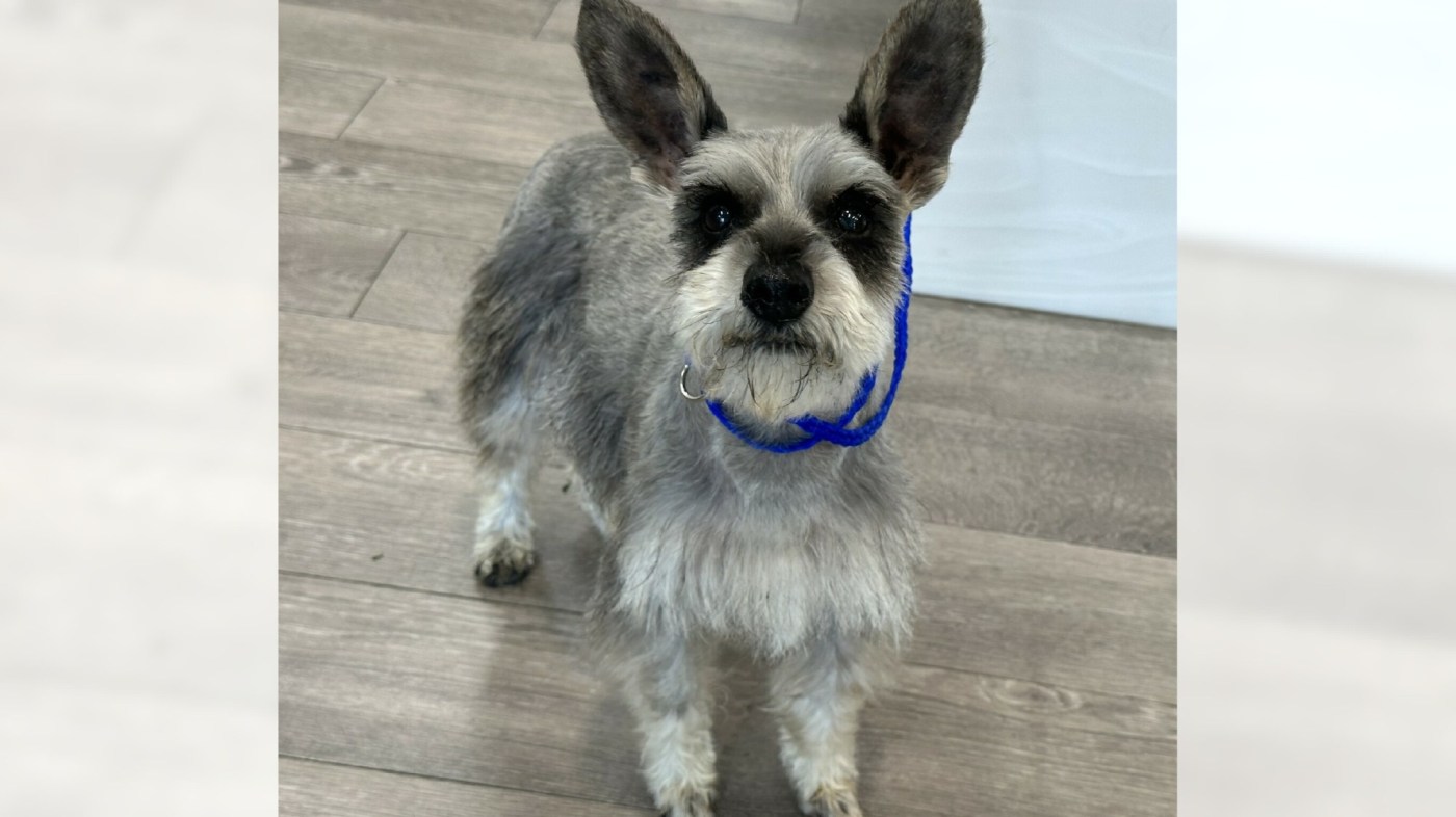 Dig those ears – and this really sweet mini Schnauzer, Bunny 1 OCR L ADOPTBUNNY 061 16x9 1 JHdhZ4