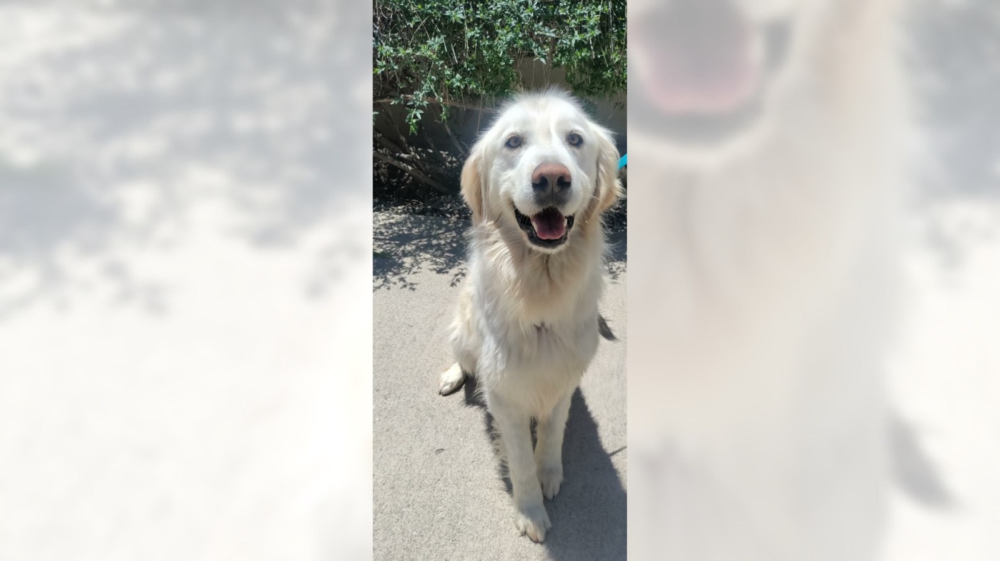 Golden retriever Tucker would like an active family to love 1 OCR L ADOPTTUCKER 06 16x9 1 fFgD23