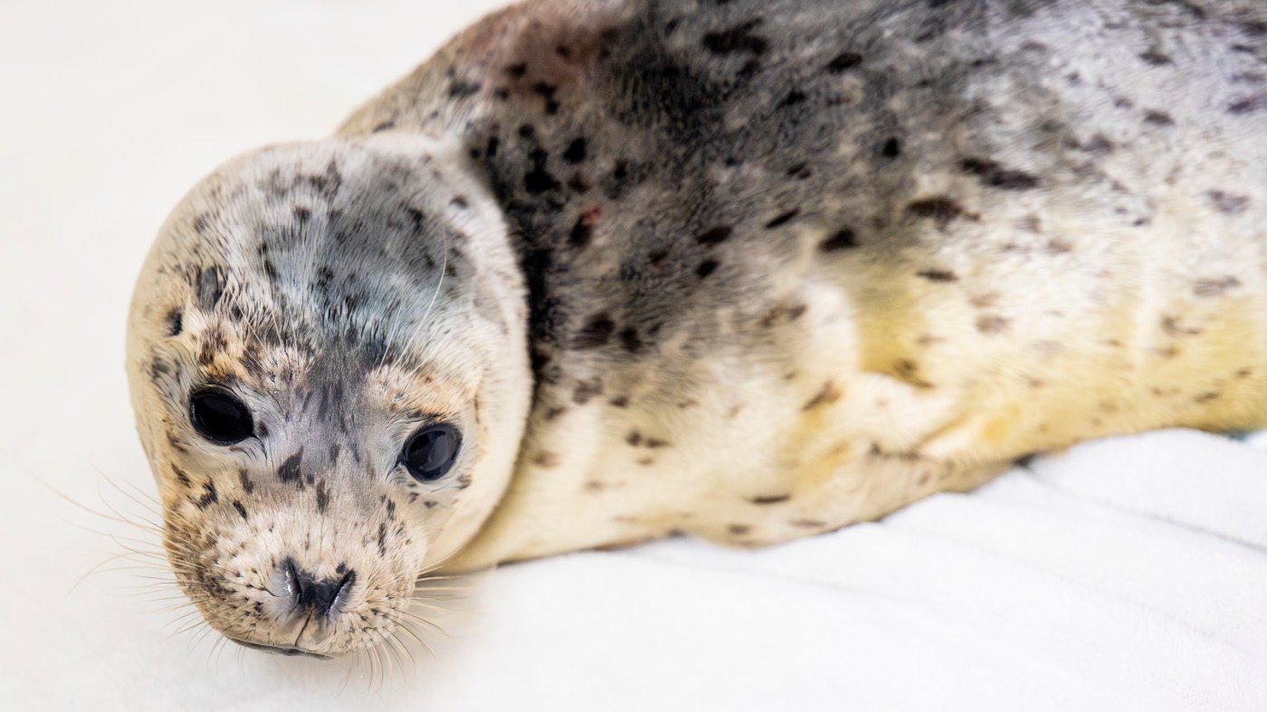 Southern California rescue centers concerned by illness, deaths among sea lions as facilities fill 1 OCR L SEALIONS 0530 03 1 djg1jq