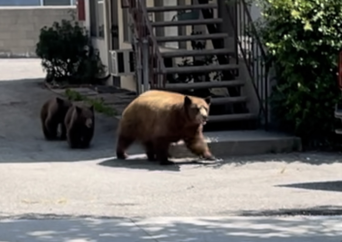 SGT L MAMMA BEAR 0914 01 aMIeWP