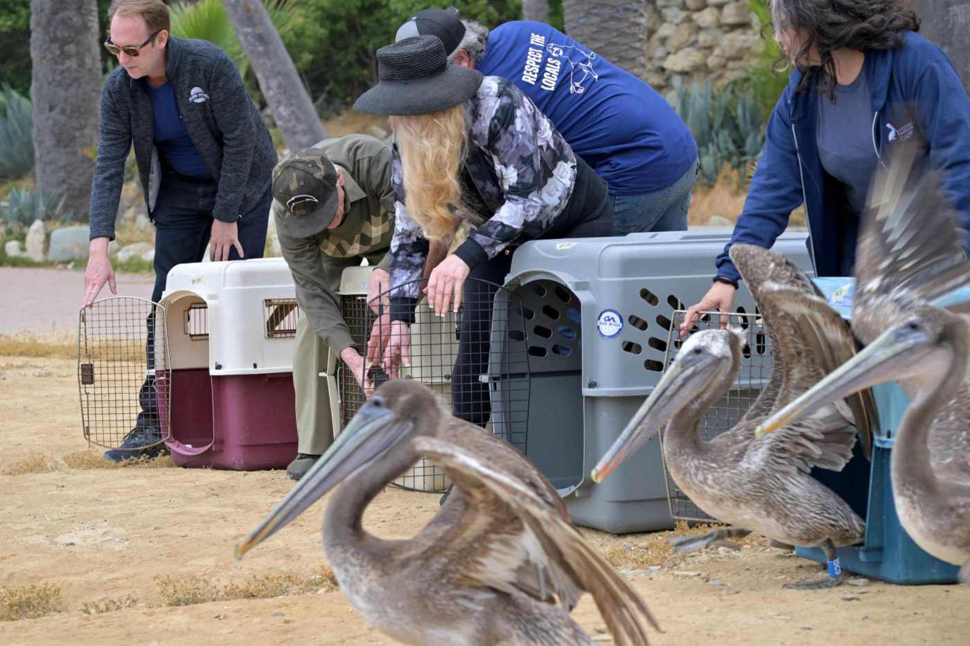 Recovered brown pelicans take flight off San Pedro’s White Point Beach 1 TDB L PELICANS 0606 06 BS oqRrFM