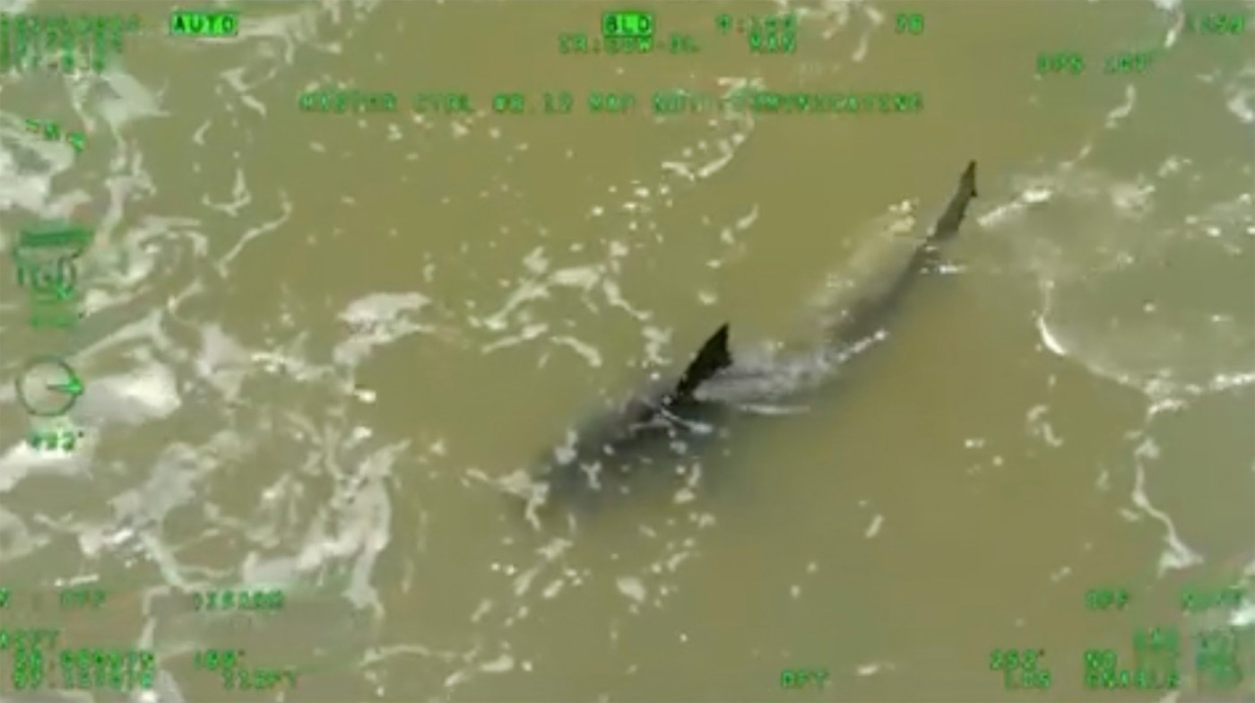 Shark attacks reported at Texas’ South Padre Island; 2 people bitten, at least 1 severely 1 AP24187594288571 1 7Nc0Tz