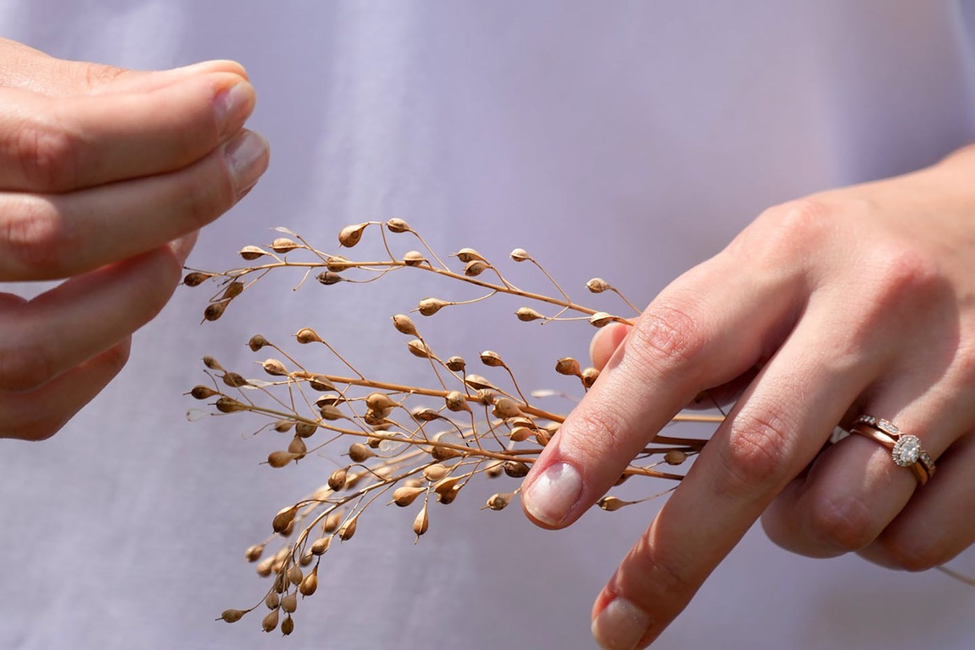 BIZ FARM MINN CAMELINA 3 MS jBKHCT