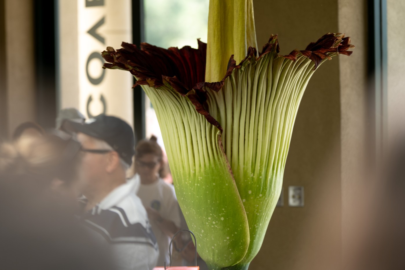 Behold Odora, the Corpse Flower, in full, stinky bloom at Huntington Library 1 LDN L CORPSEFLOWER 0723 DC 5 1