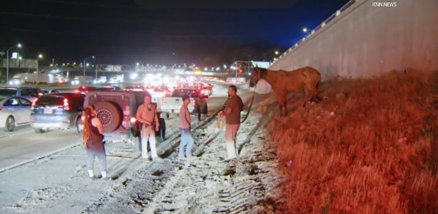 2 horses struck, killed by vehicles on 5 Freeway in Sylmar; 1 rescued 1 LDN L HORSECRSH 0704 3OoVDt