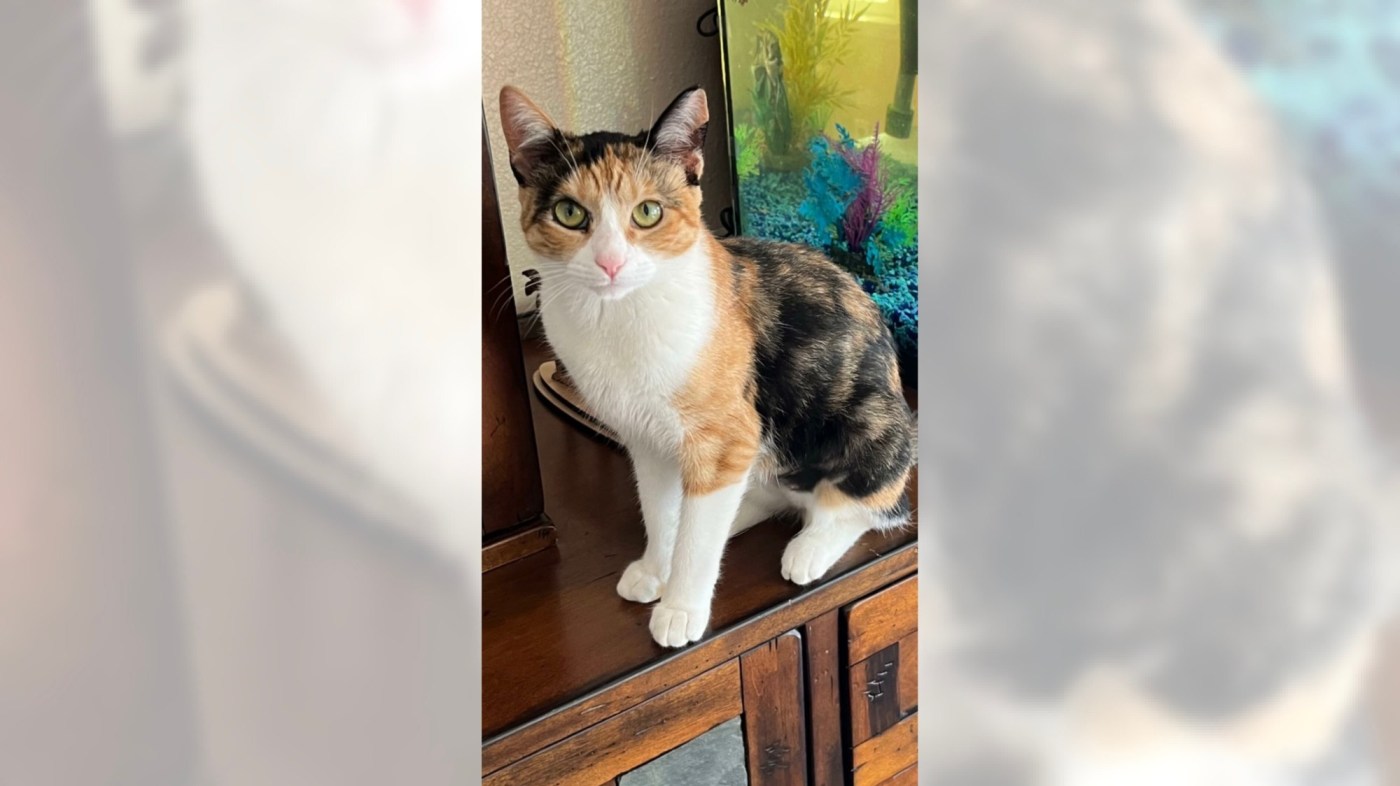 Calico kitty Bella is a sweetheart who loves to cuddle 1 OCR L ADOPTBELLA 071 16x9 1 RWBZ5h