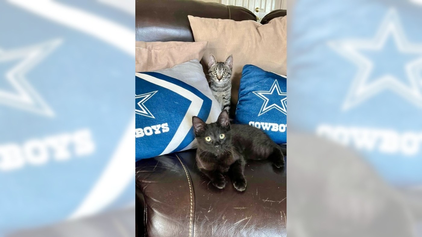 Just call kittens Izzy and Olli the ‘dynamic duo’ 1 OCR L ADOPTIANDO 070 16x9 1