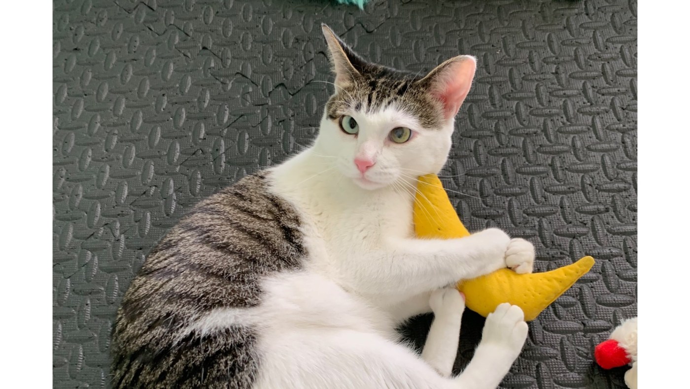 Kitty Tinkie will make herself at home with anyone 1 OCR L ADOPTTINKIE 07 16x9 1 l8VlPl