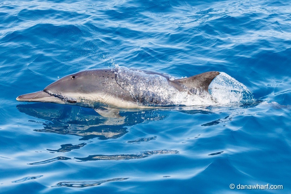 California has 2 dolphin species off its coast, not just 1, new study suggests 1 OCR L DOLPHIN 0709 01 1 TKHK0A