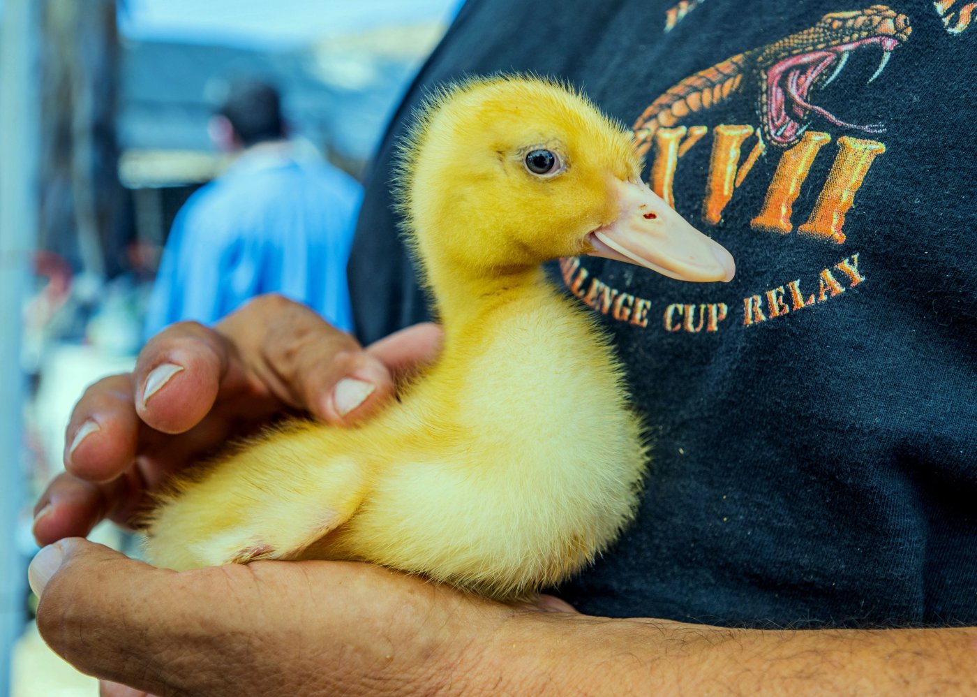 Duck hatchlings rescued by Winchester sanctuary now in foster care 1 RPE DUCKFOLO 0801 01TP 1 zcHy8F