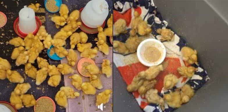 Riverside duck sanctuary tries to save hundreds of balut hatchlings outside Orange County Walmart 1 RPE Z DUCKS 00 ie54pV