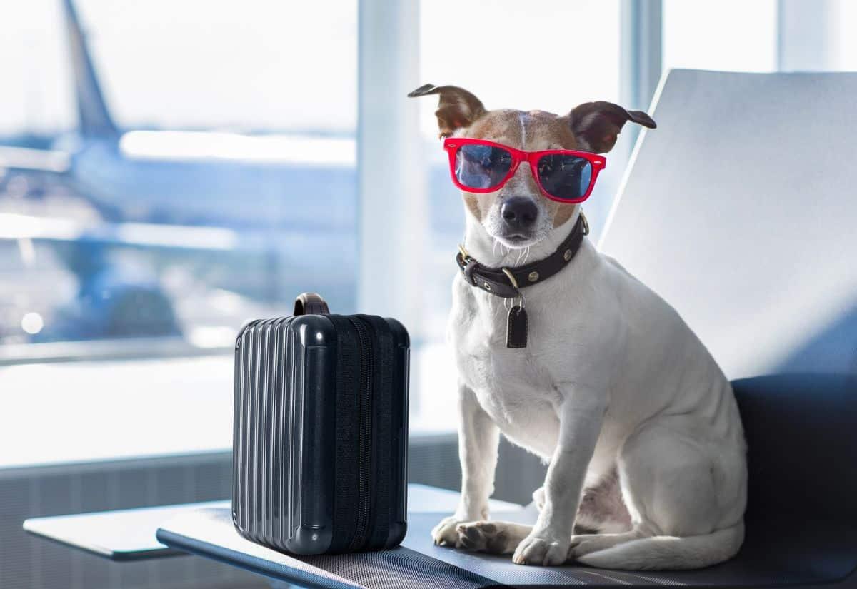 Dog in airport terminal on vacation OVnBPJ