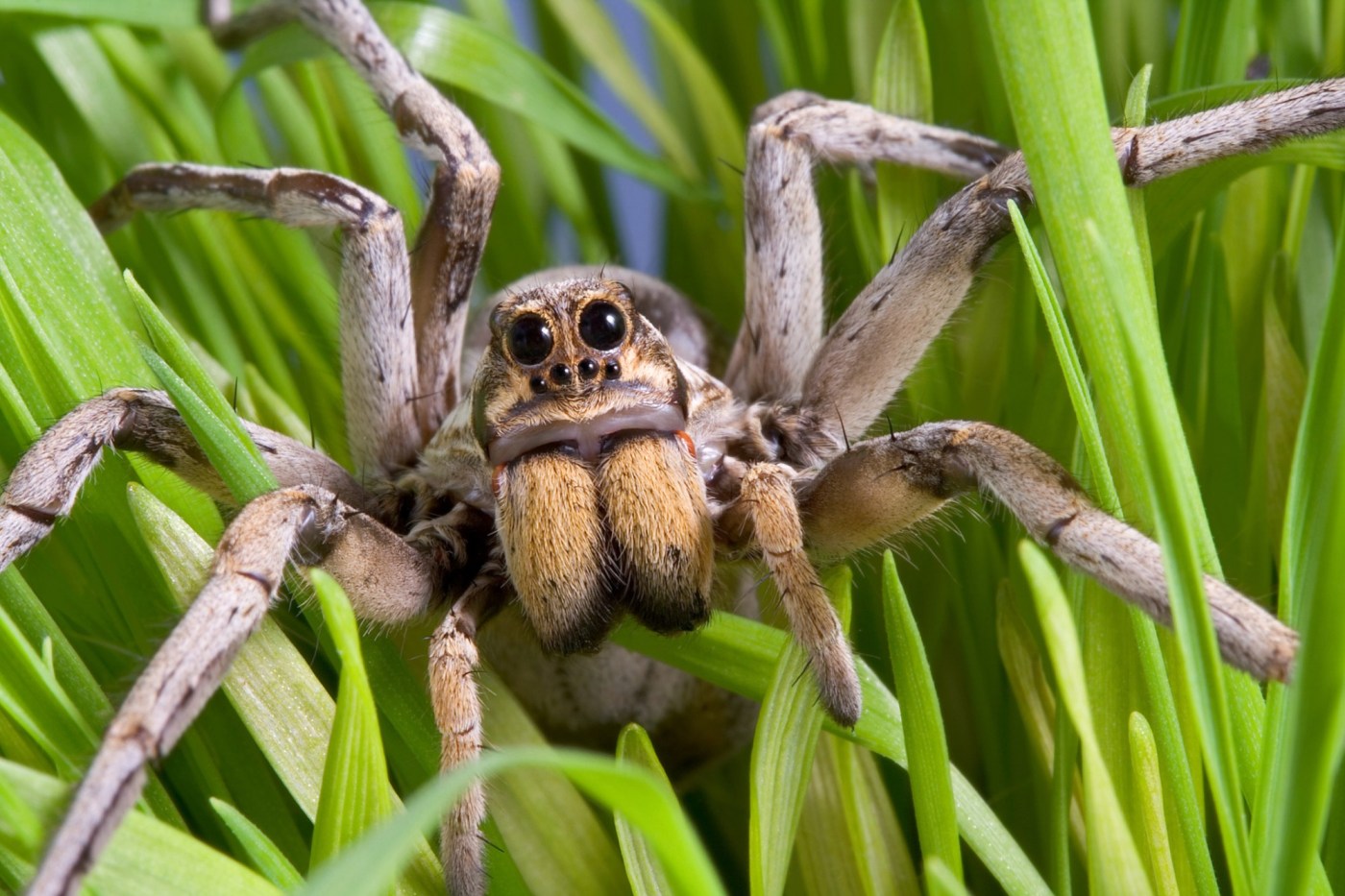 What To Know About Field Bindwind And Wolf Spiders - Car Insurance Quote
