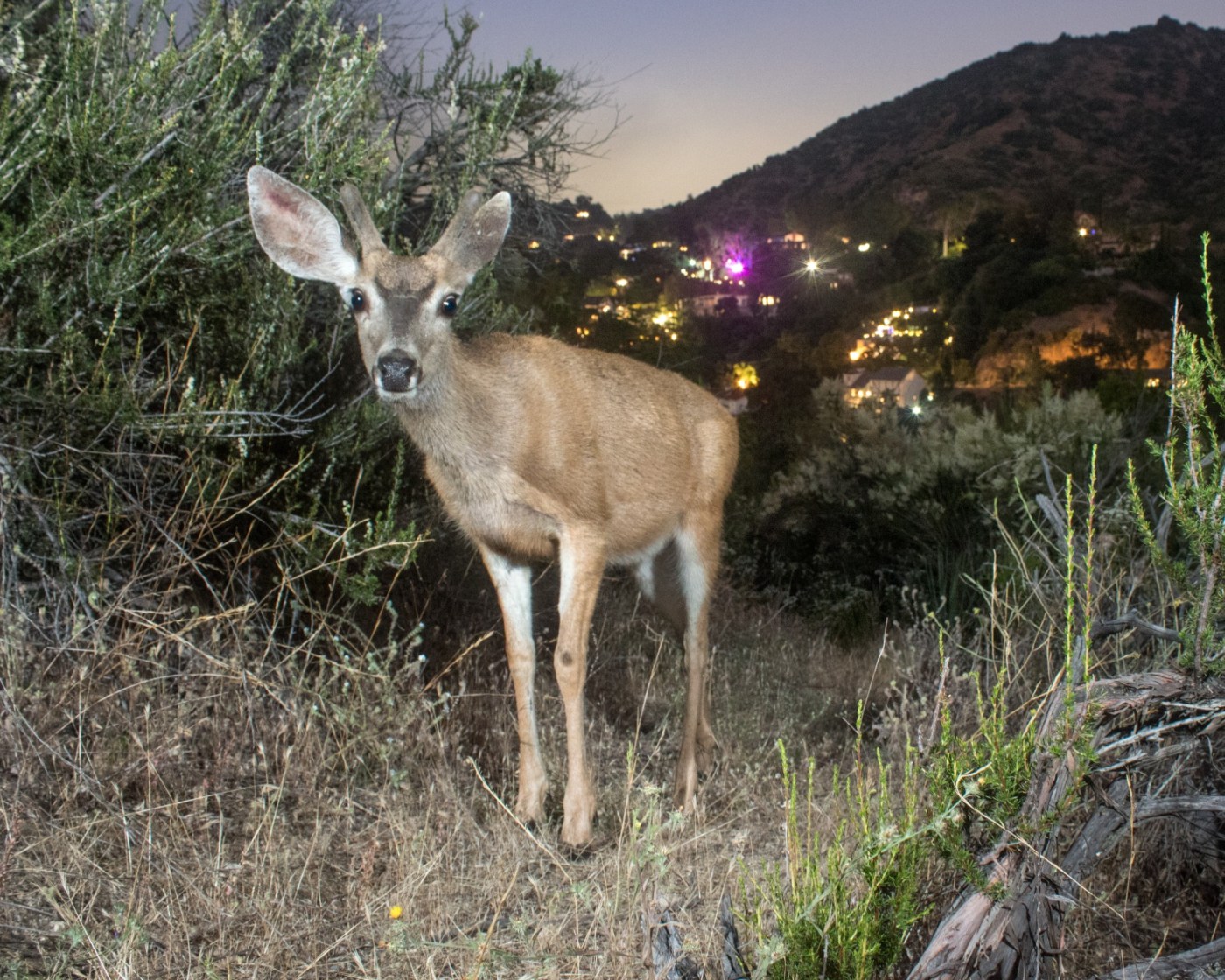 10 acres of pristine land between Pasadena and Glendale adds to wildlife corridors 1 LDN L ARROYOLAND 0818 01 jcPgoz