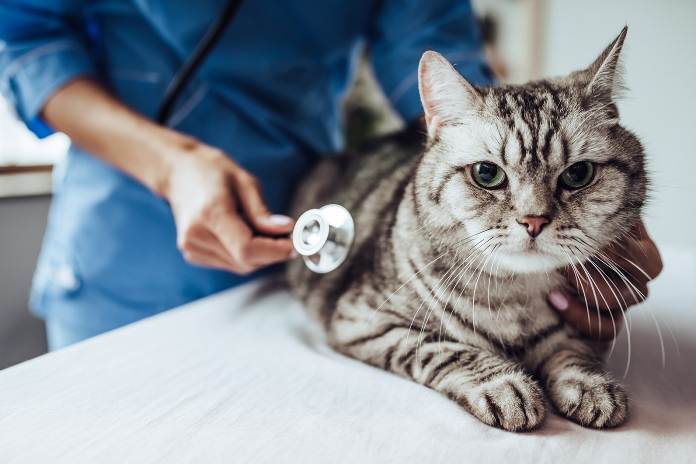 LIFE BANKRATE PET INSURANCE WELLNESS DMT Vp7OYV