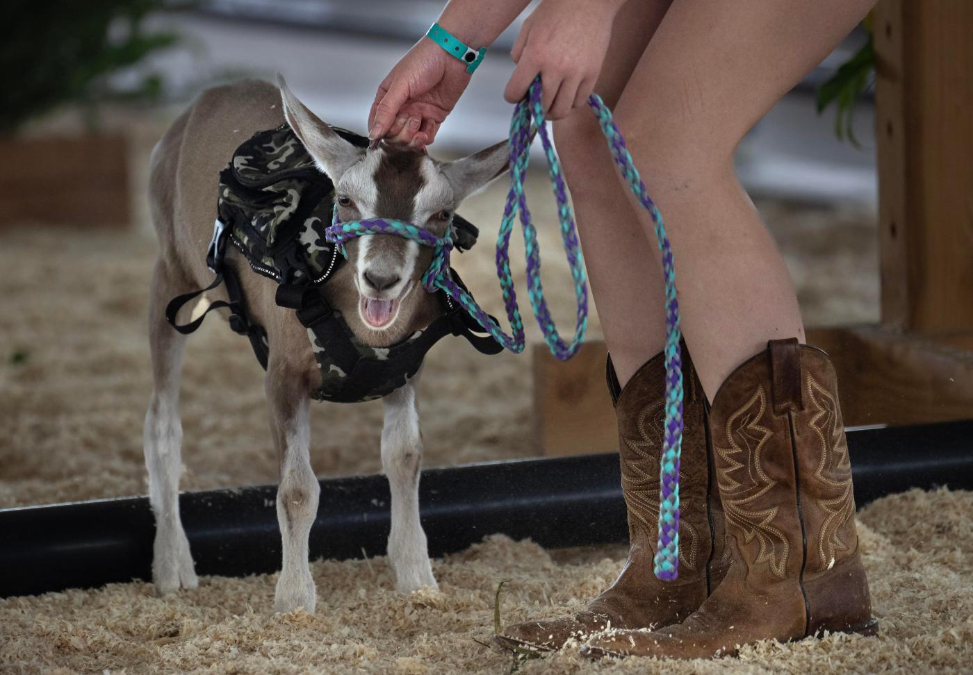 Livestock events at OC Fair reminds of county’s ranching past 1 OCR L FAIRGOATS 0808 02 MS 1 nVRRGh