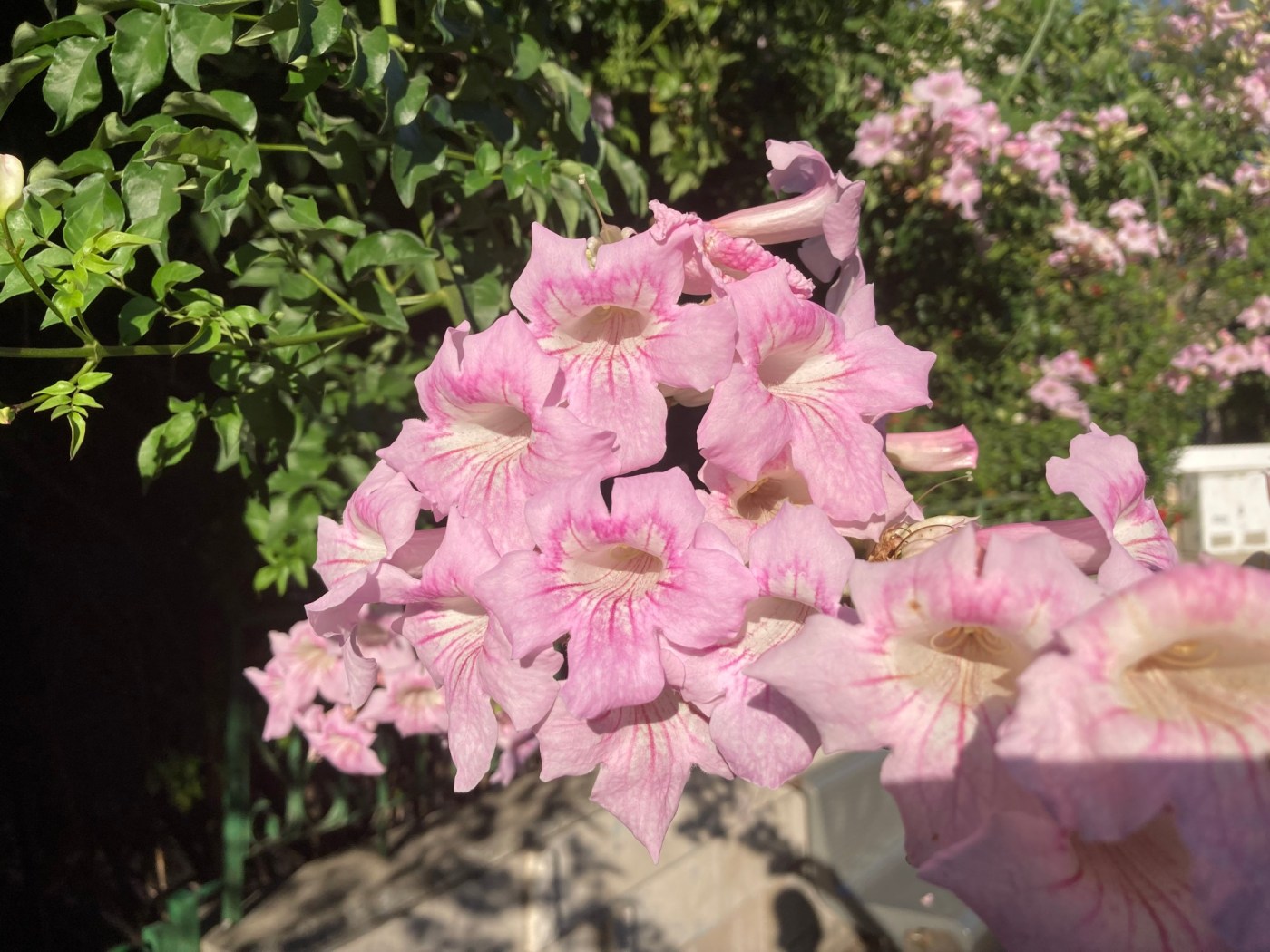 Why gardeners won’t need to water this pink trumpet vine 1 OCR L HG SISKIN COL 0824 01 XvMZs2