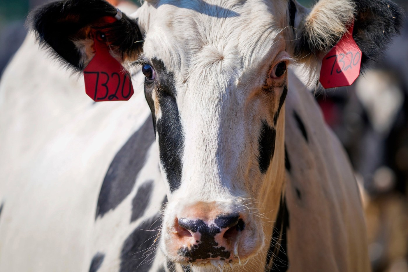 The CDC’s test for bird flu works, but it has issues 1 US NEWS HEALTH BIRDFLU TEST DA BrRkgq