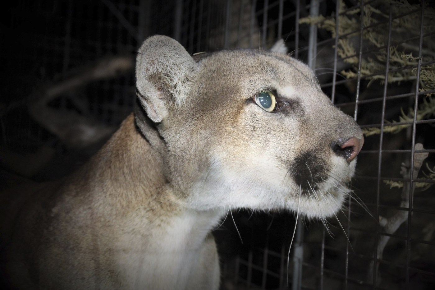 Boy attacked by mountain lion at park shakes up preservationists, Calabasas 1 AP22341682630904 WIlgFy