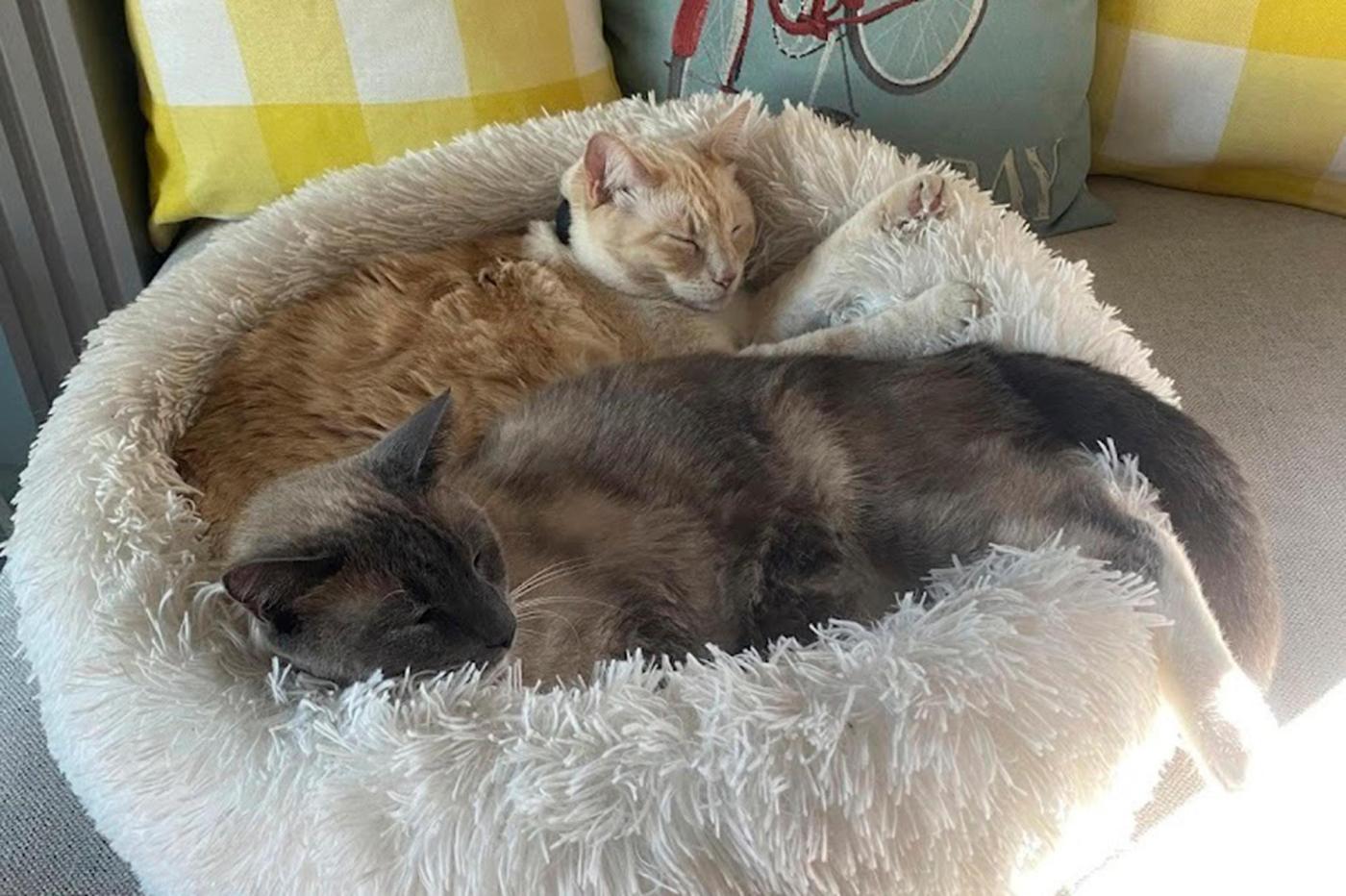 A lost cat’s mysterious 2-month, 900-mile journey home to California 1 California Traveling Cat 06948 1 sJsqbH