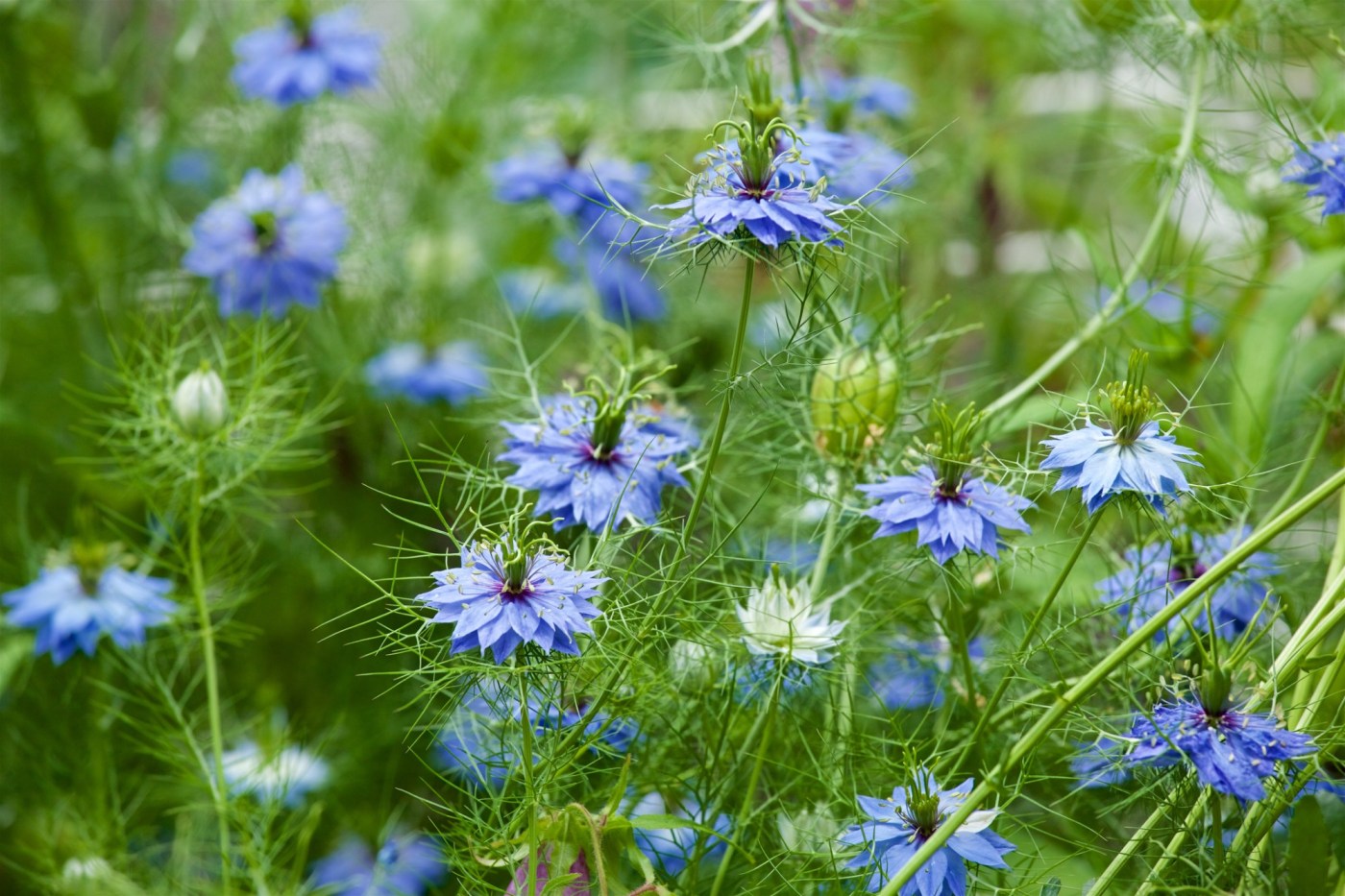 Why these herbs are great possiblities to plant in your garden 1 GettyImages 1258647603 ZhoJXD