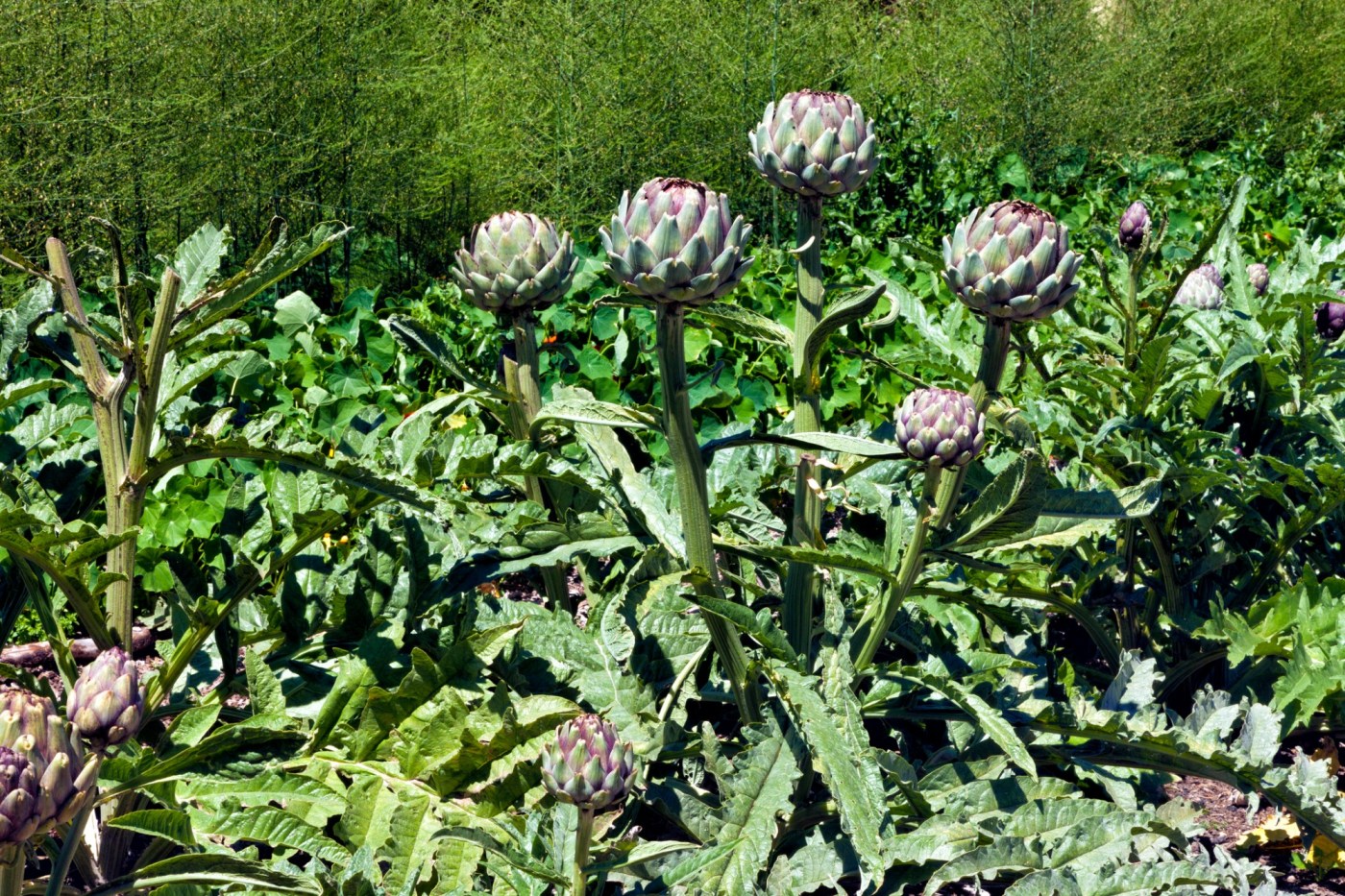 Gardeners, avoid making these vegetable planting mistakes 1 GettyImages 481401878 1 11Jaqy