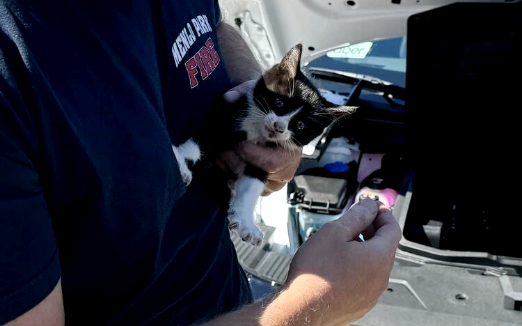 Kitten rescue55 1uBIKG